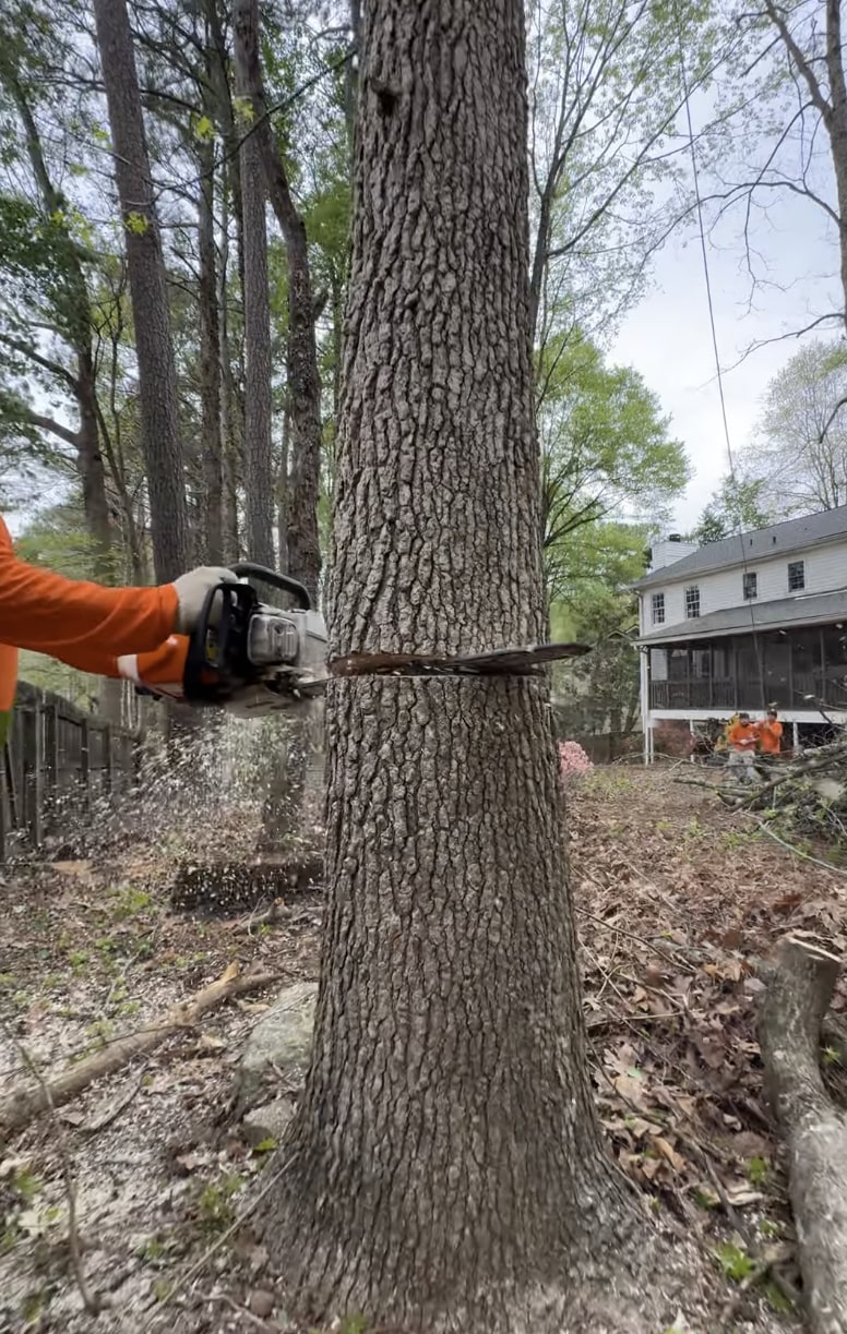 Professional arborist performing tree removal with chainsaw in Salina, KS