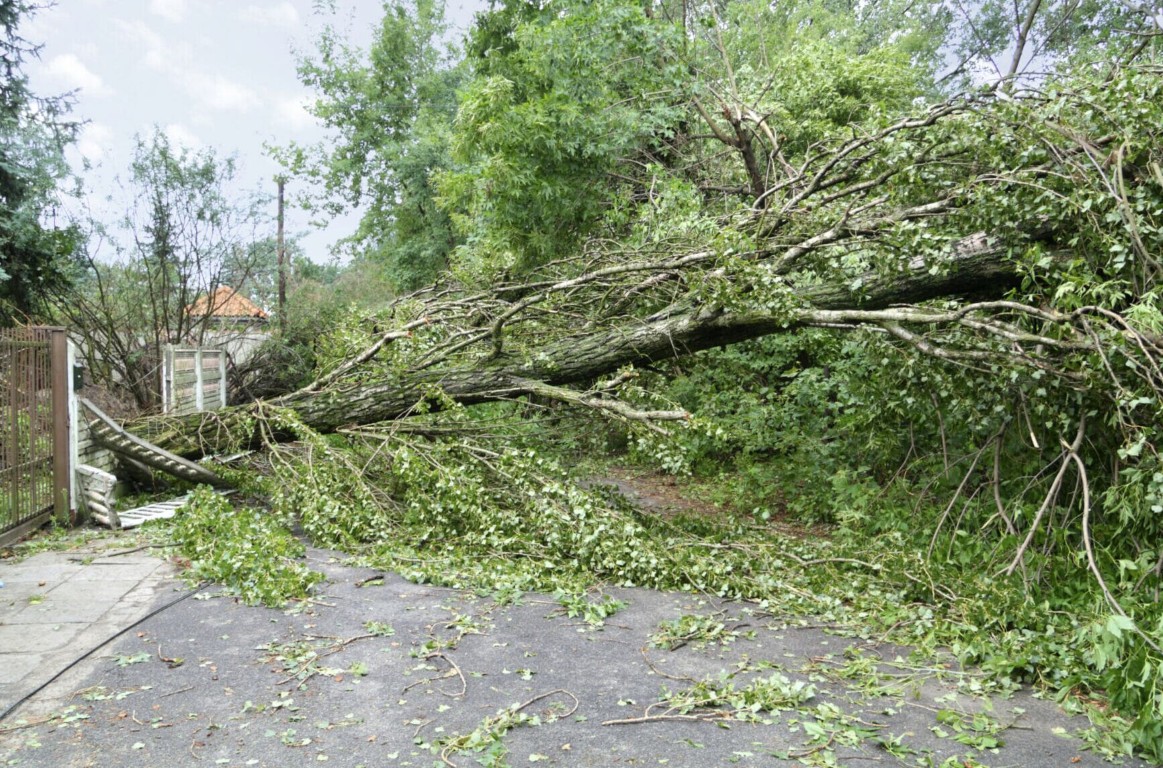 Emergency tree removal after severe storm in Salina, KS